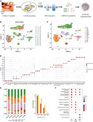 Single-cell RNA-seq reveals the communications between extracellular matrix-related components and Schwann cells contributing to the earlobe keloid formation